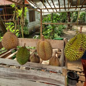 anggar b nuraeni makan durian menoreh